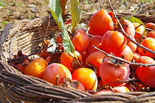Gro From Texas Persimmon Seeds For Planting Outdoors - American Persimmon Fruit Tree Seed (Diospyros Texana) 20+ Seeds #TOP5