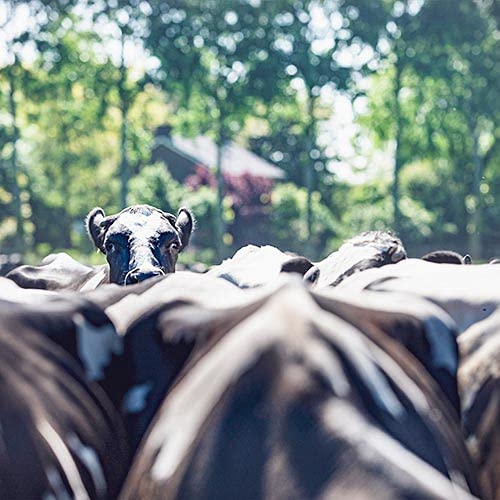 Junger Gouda im Minilaib direkt vom Bauernhof/Sorte Natur