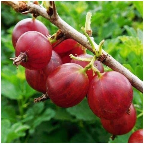 MITRAEE 105pcs Red Pixwell Gooseberry Fruit Seeds Cover