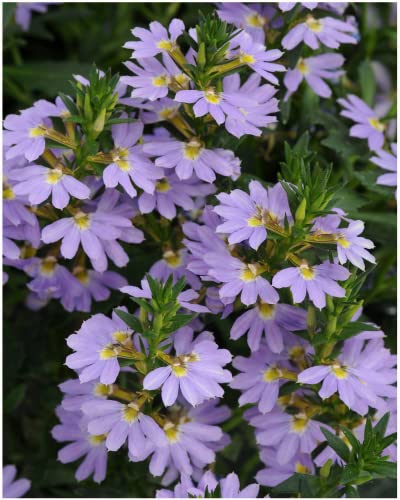 Garden Ready Scaevola Blue Flowers – Delivered in 3 x 9cm Recyclable Pots. They are Not Seeds Or Fake. These are Real, Living, British Grown, Young, Trailing Plants That Will Produce Real Blooms