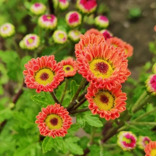 semi di margherita - biologici per aiuola di margherita per rare, decorazione del soggiorno selvatici da balcone primaverile, selvatici decorativi 60pcs