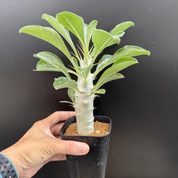 【大株】パキポディウムサンデルシー 白馬城 実生 塊根植物 多肉 楽天市場】【送料無料】パキポディウム サンデルシー ( 白馬城