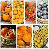 semi di cachi resistente, fresca, decorazione soggiorno cachi, luoghi soleggiati da balcone 60pcs