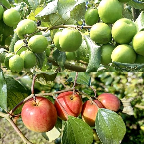 Image of Golden Bloom Combo Of Grafted Red & Green Apple Ber Plant Height - 1 FT (Next Year Get Fruits)