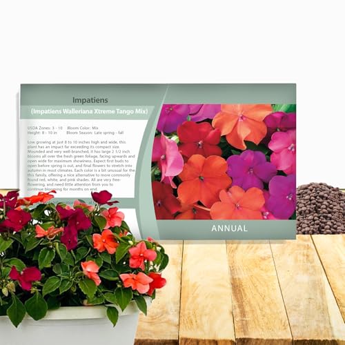 Outsidepride Xtreme Tango Mix Impatiens Flower Seeds - 100 Pcs Annual Compact & Pollinator Friendly Impatiens Seeds for Planting w/Vibrant Abundant Blooms for Shade Gardens & Container Displays