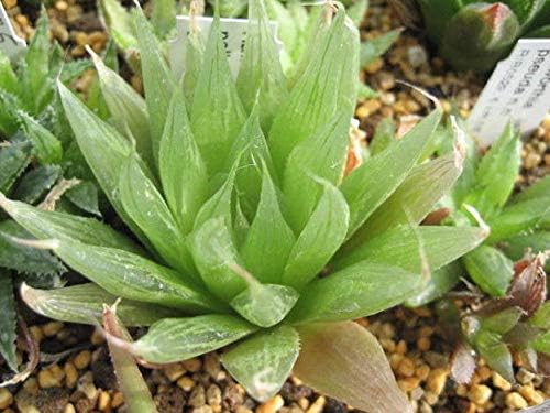 Amazon Co Jp 種子 Haworthia Aristata ハオルチア アリスタータ 翠蓮 ハオルシア 5粒 並行輸入品 ドラッグストア