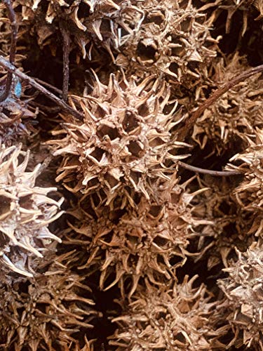 Cholla Queen 10, 25, or 50 Pieces Natural, Organic Sweet Gum Seed Pods, Balls, Paw Paws, Liquidambar, Spiny, Bioactive, Isopods, Vivarium, Terrarium, Paludarium, Shrimp (10 Pieces)