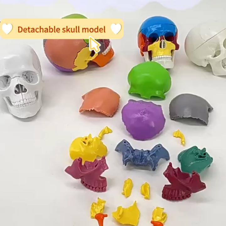 Image of Mini Human Skull Model,White Human Anatomy Exploded Skull,Removable 17 Parts Anatomy Skull Model for Study,Teaching Demonstration and Medical Education Display White
