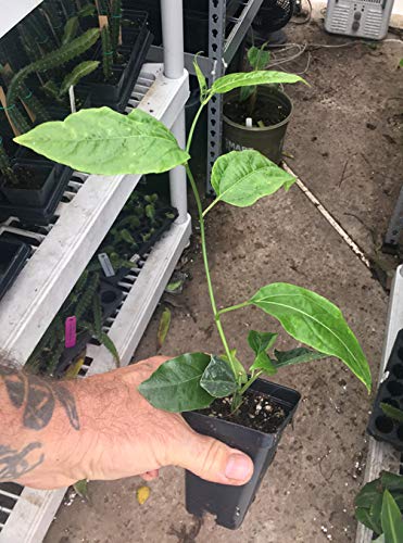 Passion Fruit Vine - Purple Passiflora Edulis LIVE PLANT - 3-8" tall