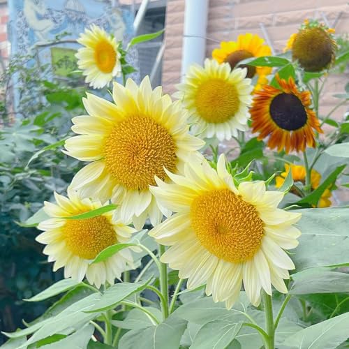 semi girasoli interni balcone con letti elevati decorazione giardino interni resistenti all'aperto perenni resistenti, lunghi 700pcs