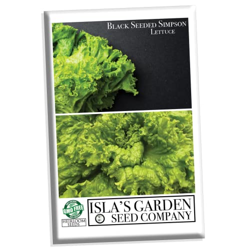 Black Seeded Simpson Lettuce Seeds - 1000+ Heirloom and Non GMO Seeds Per Packet for Outdoor, Green Leafs, (Isla's Garden Seeds), Botanical Name; Lactuca Sativa