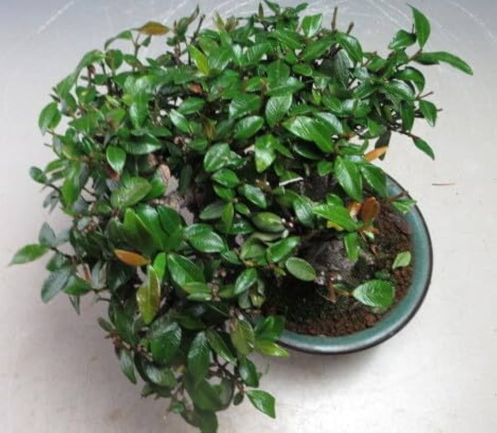 No.36　チリメンカズラの寄せ植え No.36 チリメンカズラの寄せ植え