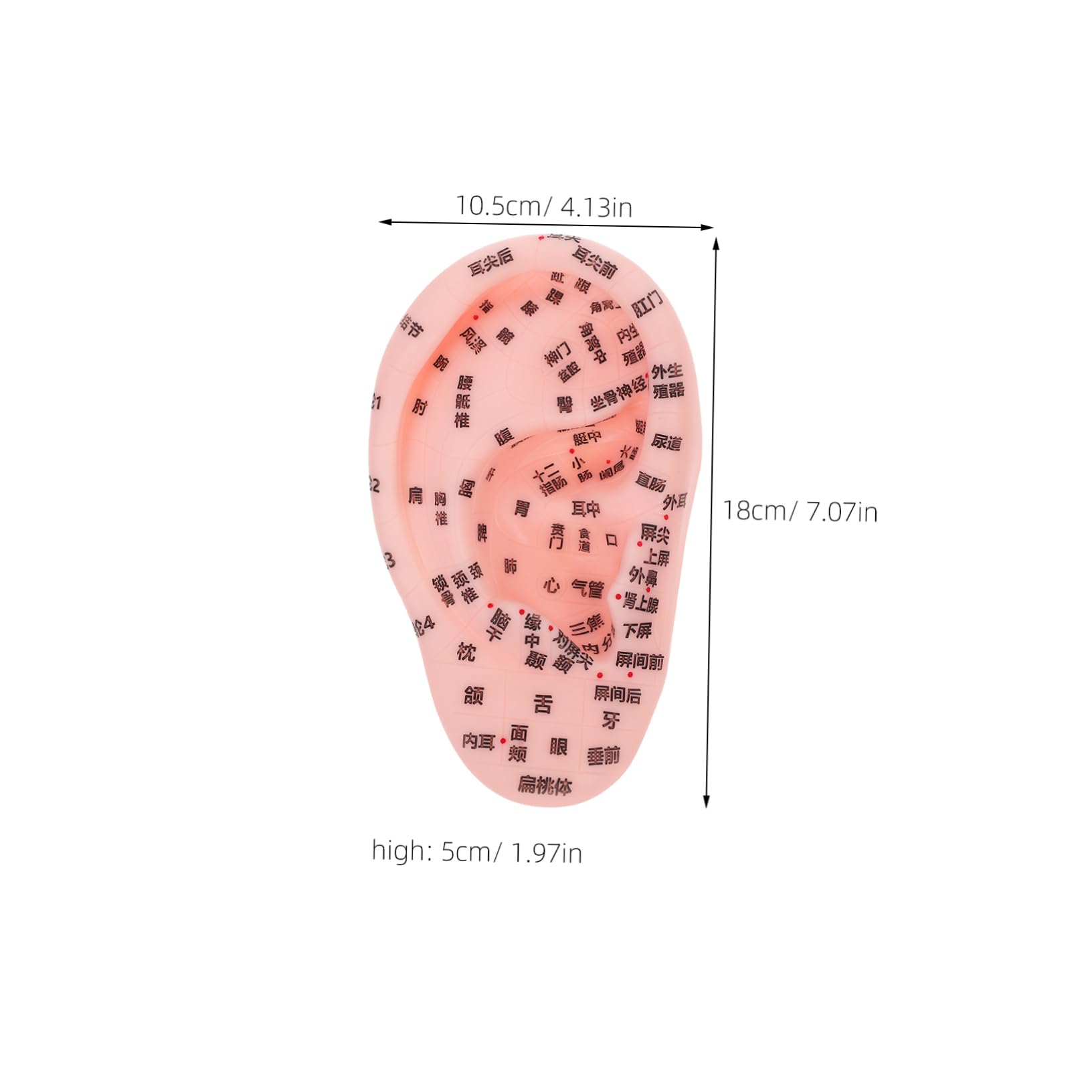 Healvian Simulation Ears Human Ear Models Acupoint Learning Display Reflex Zone Massage Tools