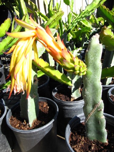 9GreenBox - Dragon Fruit Flower - 1 Gallon