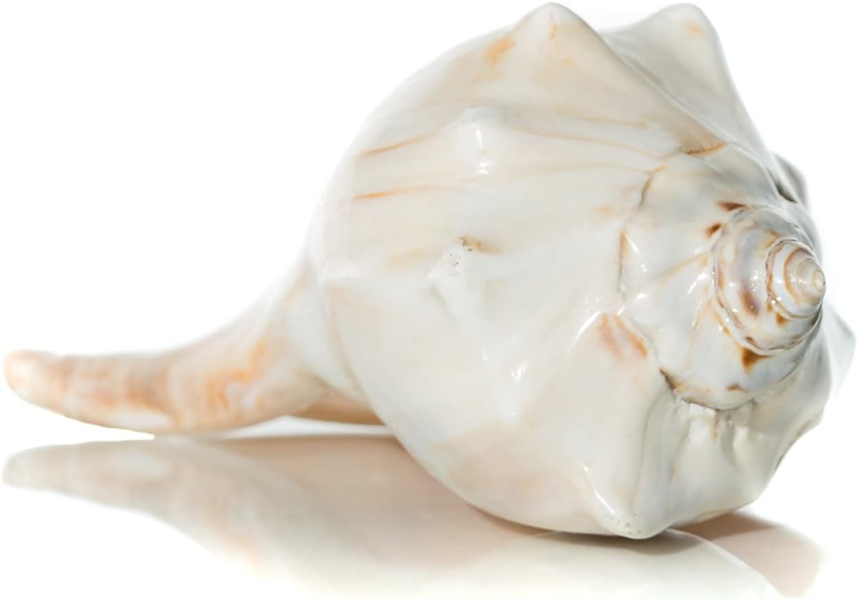 Atlantic Whelk Sea Shell | Polished Atlantic Whelk 7-8" | Large Shell for Display & Home Decor | Plus Free Nautical Ebook by Joseph Rains