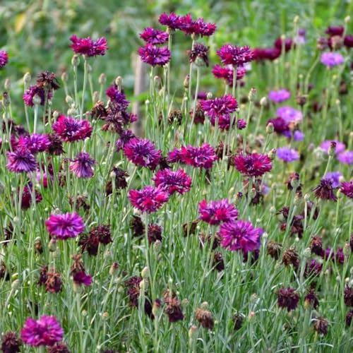 Semi di fiordaliso, perenni, resistenti giardino decorazione esterno balcone 100pcs