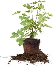 Celeste 1 Gallon