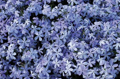 Phlox Divaricata 'Clouds of Perfume' Perennial Large Plug Plants Pack x6