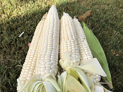 Organic White Sticky Corn/ White Waxy Corn/ Bắp nếp trắng ( bắp dẻo)/ Asian Corn 50 Seeds
