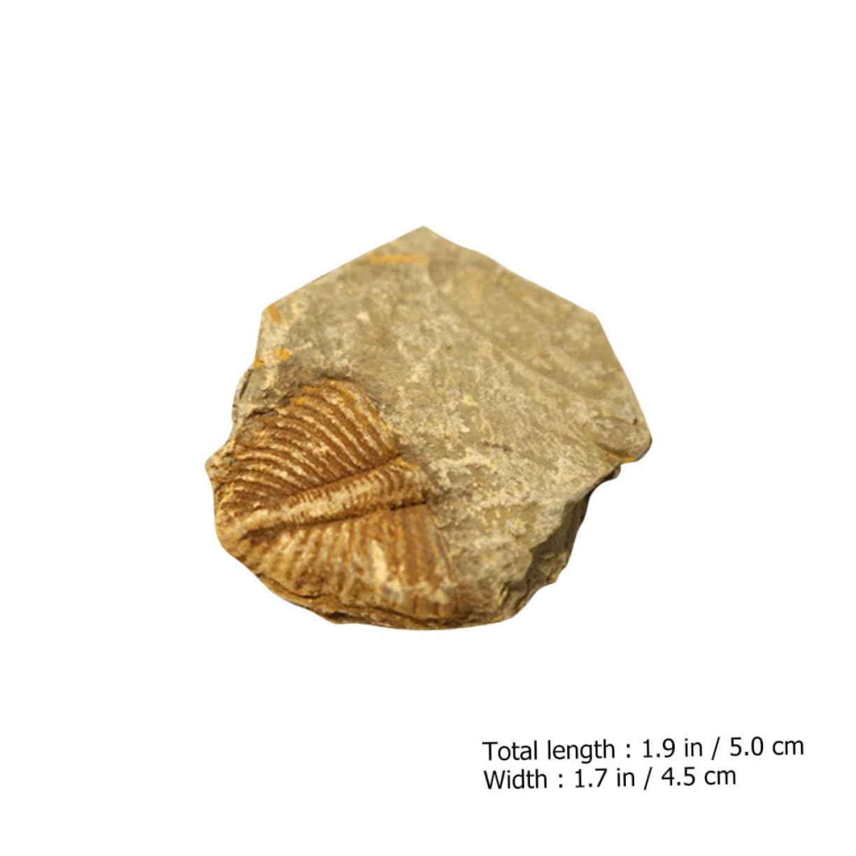 NAMOARLY Specimen Kit 3pcs Real Dinosaur Digging Kit for Boys and Girls Classroom