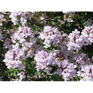 100 Tijm Zaden (Thymus Vulgaris)