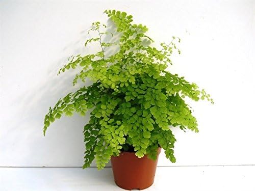Adiantum VAR. Fragrans Fern House Plant in a 13/14cm Pot. Maidenhair Fern