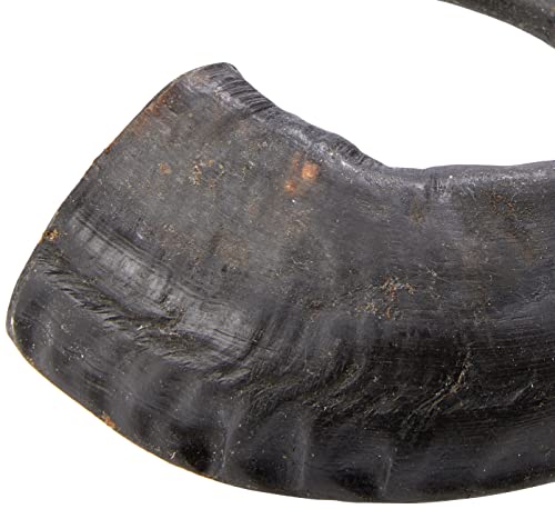 Hollings Buffalo Horn Jumbo Dog Treat, 100% Natural Grain Free Chew Treat for Adult Dogs, High in Protein and Naturally Low in Fat (1 Pack) - Image 2