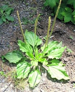 Plantain Broadleaf Organic Medicinal Plant YANTEN Plantago Main herb 100 Seeds -