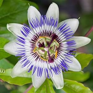 Passiflora Caerulea Blauwe Kroon Passie Bloem 1m Hoog Semi-Evergreen Klimmer Snel Groeien