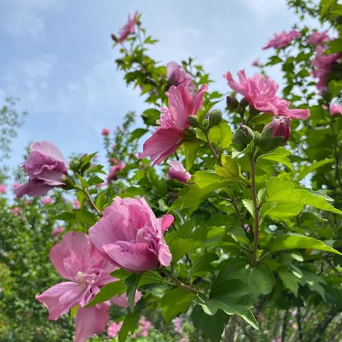 semi di ibisco resistenti all'esterno, arbusti decorativi di ibisco resistenti ornamentali, arbusti ti decorazione, 200pcs