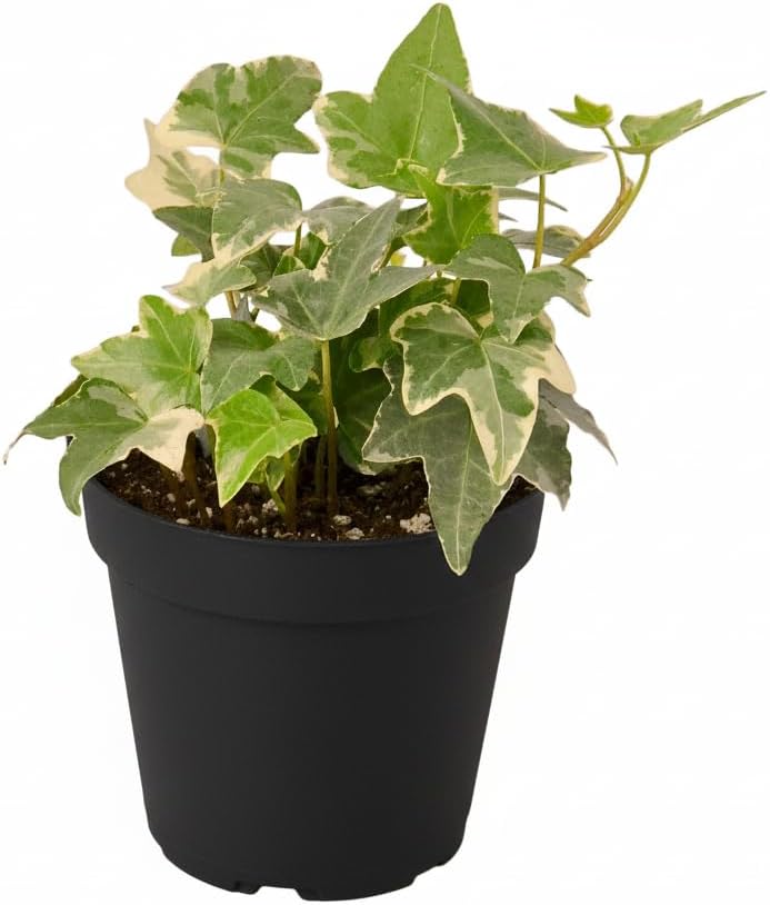 Chinese Evergreen 'Lady Valentine' (6 inch) - Air-Purifying Houseplants - 4/6 inch Unique Live Decorative Houseplants - Low-Maintenance Indoor Plants, House Warming Gift, Natural Air Purifier