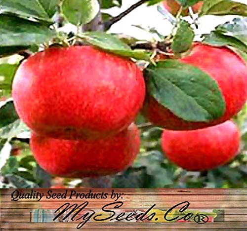 Big Pack - (500) Red Delicious Apple - Malus Pumila Tree Seeds - Very Cold Hardy In Zones 3-8 By Myseeds.co (Big Pack - Paradise Apple) #TOP3