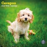 Baker and Bray Cavapoo Calendario 2026, grande calendario da parete quadrato, 16 mesi, calendario regalo Cavapoo con cani.
