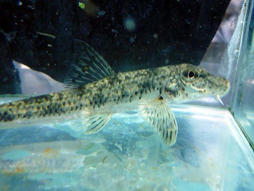 日淡 水槽内のおそうじ屋さん カマツカ 川魚 こだわりの生体をお届けします 名生園 日淡 水槽内のおそうじ屋さん カマツカ 川魚 こだわりの生体をお届けします 名生園