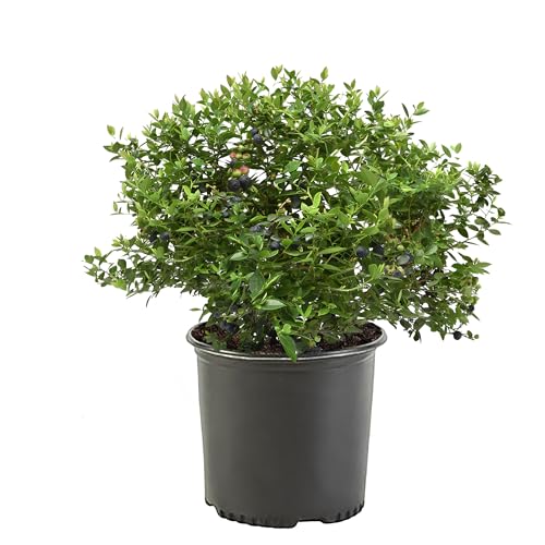 1 Gallon Duke Blueberry Plant