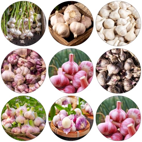 semillas de ajo semillas de variedades tradicionales ajo invierno jardín jardín interior medicinales del balcón perennes 650pcs