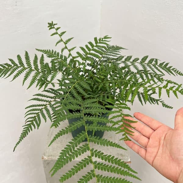Amazon.co.jp: ディクソニア：アンタルクティカ 5号鉢植え[木性シダ