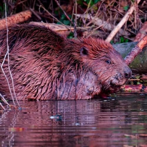 Le castor, ing&eacute;nieur de la nature