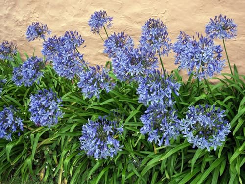 Agapanthus Africanus Lily of The Nile | 1 Large Trade Gallon Size Plant | Low Maintenance Flowering Groundcover Grass