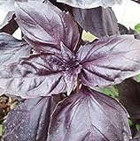 5 Pack 250 Seed Purple Basil Seeds Ocimun Basilicum Leaf Basil Aromatic Plants Seed D015
