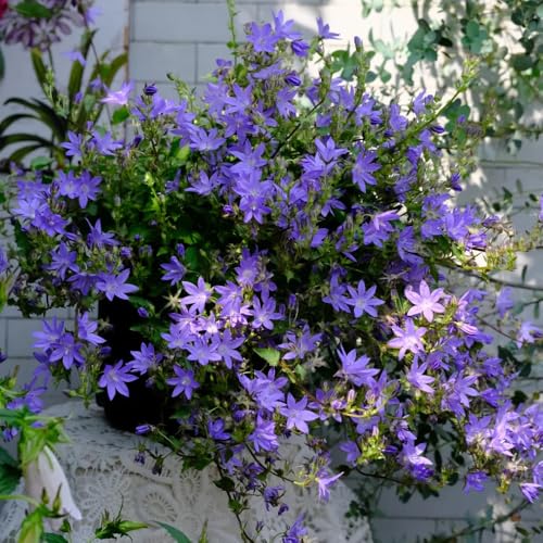 semi di campanula, perenni resistenti, Campanula media, rustiche per balconi, decorazioni di campanula resistente 200pcs