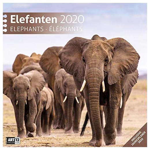 Elefanten 2020 Broschürenkalender