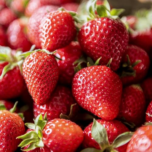'Flavorfest' June Bearing Bare Root Strawberry Plants - Great for