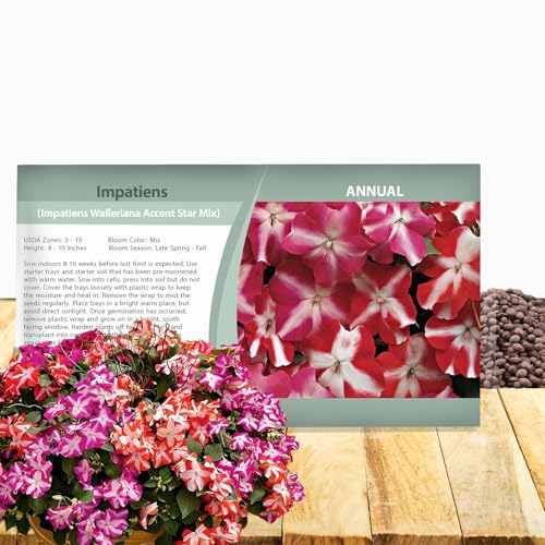Outsidepride Accent Star Mix Impatiens Flower Seeds - 200 Pcs Annual, Compact & Pollinator Friendly, Impatiens Seeds for Planting w/Vibrant, Abundant Blooms for Shade Gardens & Container Displays