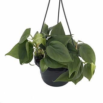 Heart Leaf Philodendron in 6-Inch Hanging Basket