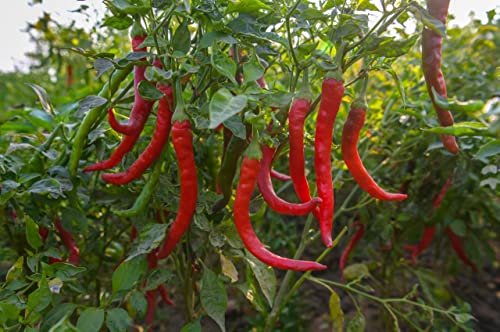 Image of PURE PIK Mathania Red Chilli Whole (Lal Mirch Sabut) Stemless - 200 Gram