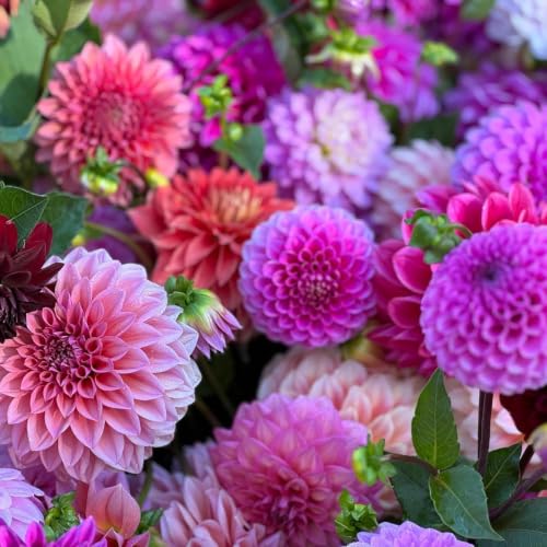 Image of Dahlia Flower Seeds 30 Plus Mixed Color for Planting Winter Seasonal Flower Seeds for Home Garden Balcony Terrace Easy Grow Decorative Blooming Plants for Indoor Outdoor Gardening (Dahlia)