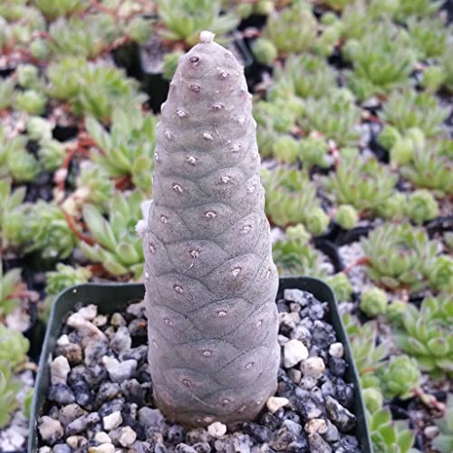 Tephrocactus Articulatus Cacti Cactus Succulent Real Live Plant #TOP5