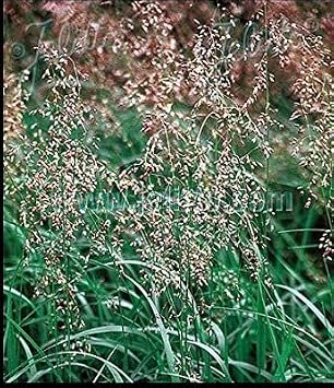 Ornamental Grass Seed - Hierochloe Odorta Sweet Grass Seed