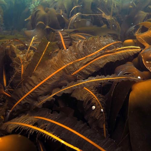 ALGALICIOUS Flocons de Wakame (Alaria esculenta) Bio | 50g | Algues en flocons cultivées à l'état sauvage dans le nord de l'Atlantique | Végétalien & sans gluten | Sans Additifs – vue 4